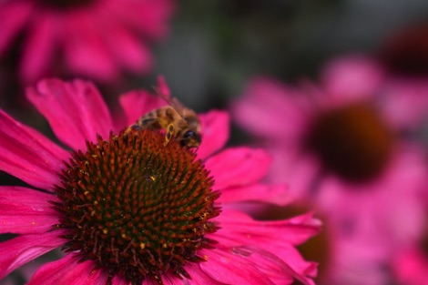 Bee on flower, Tivoli Gardens, Copenhagen